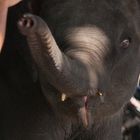 Baby Elephant