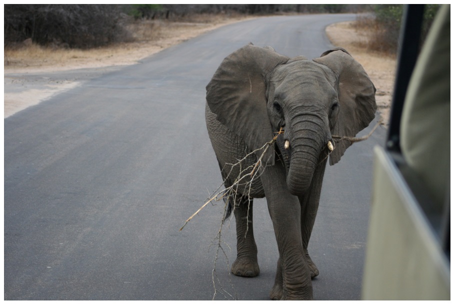 baby elephant