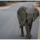 baby elephant