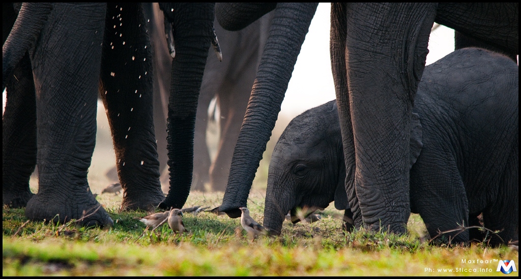 Baby Elephant