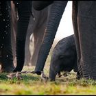 Baby Elephant