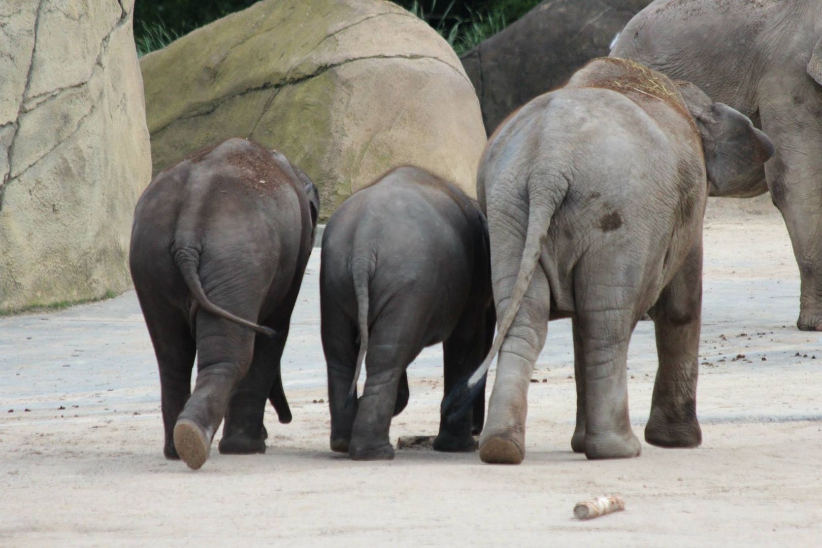 Baby-Elephant-Gang