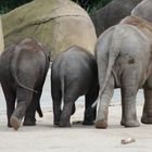 Baby-Elephant-Gang