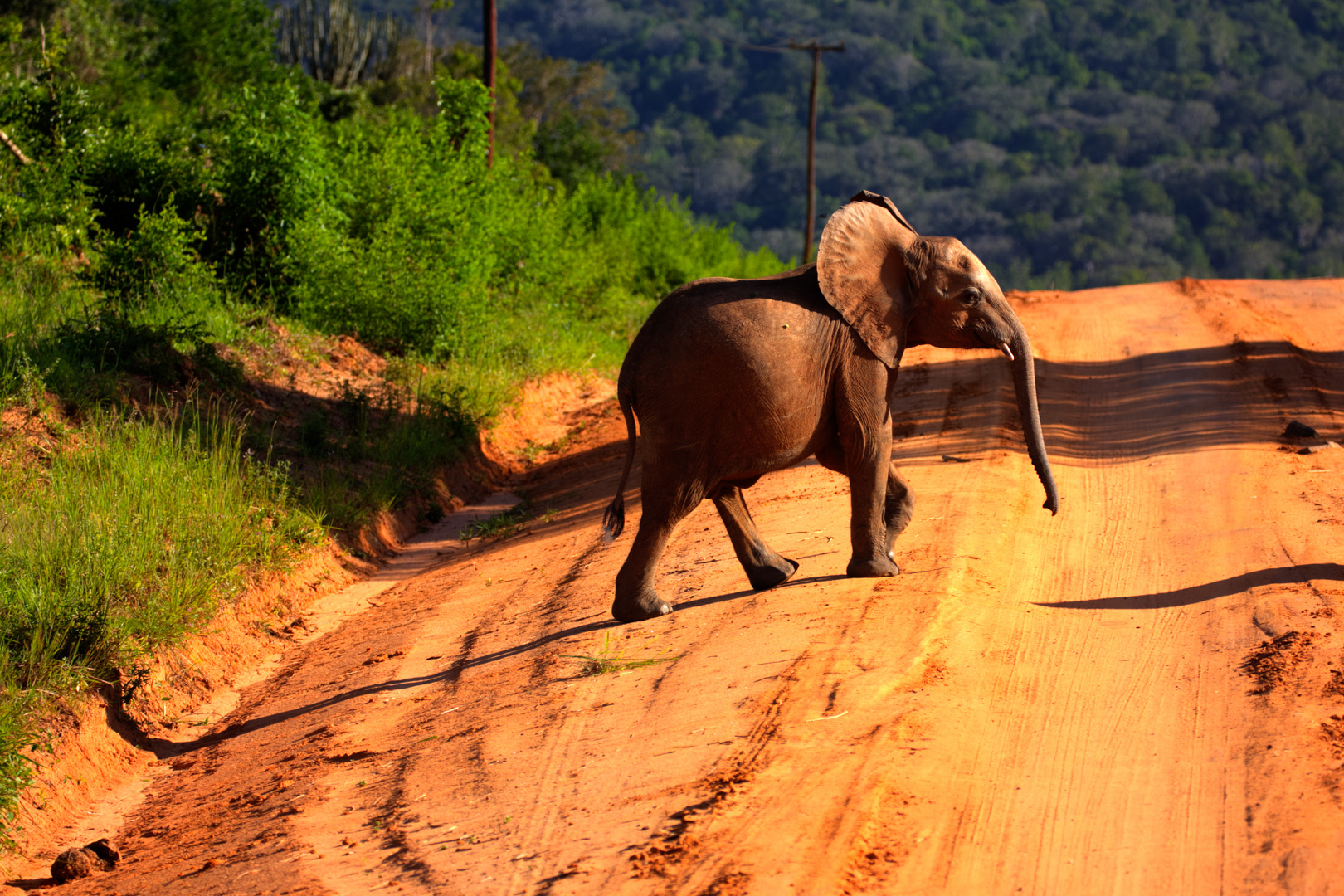 Baby-Elephant in Shimba Hills, Kenia