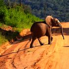 Baby-Elephant in Shimba Hills, Kenia