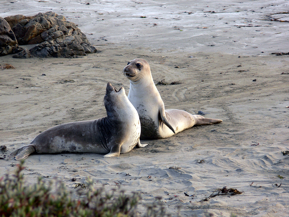 Baby elephant seals