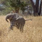 Baby Elephant Walk