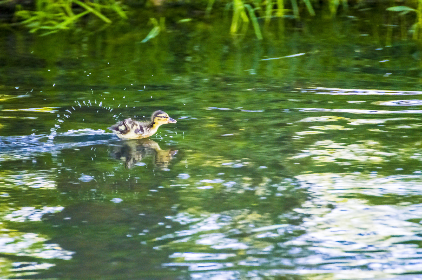 Baby Ente, auf der Flucht