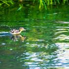 Baby Ente, auf der Flucht