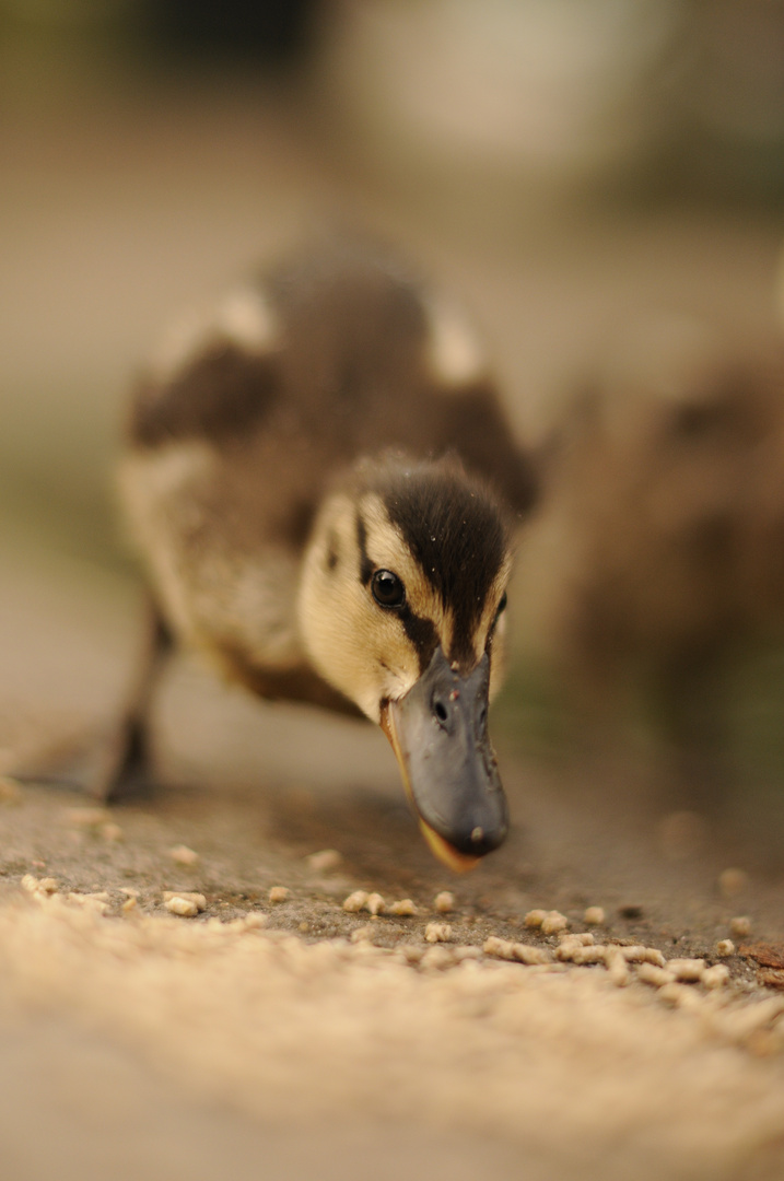 Baby Ente