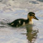 Baby Ente Grömitz