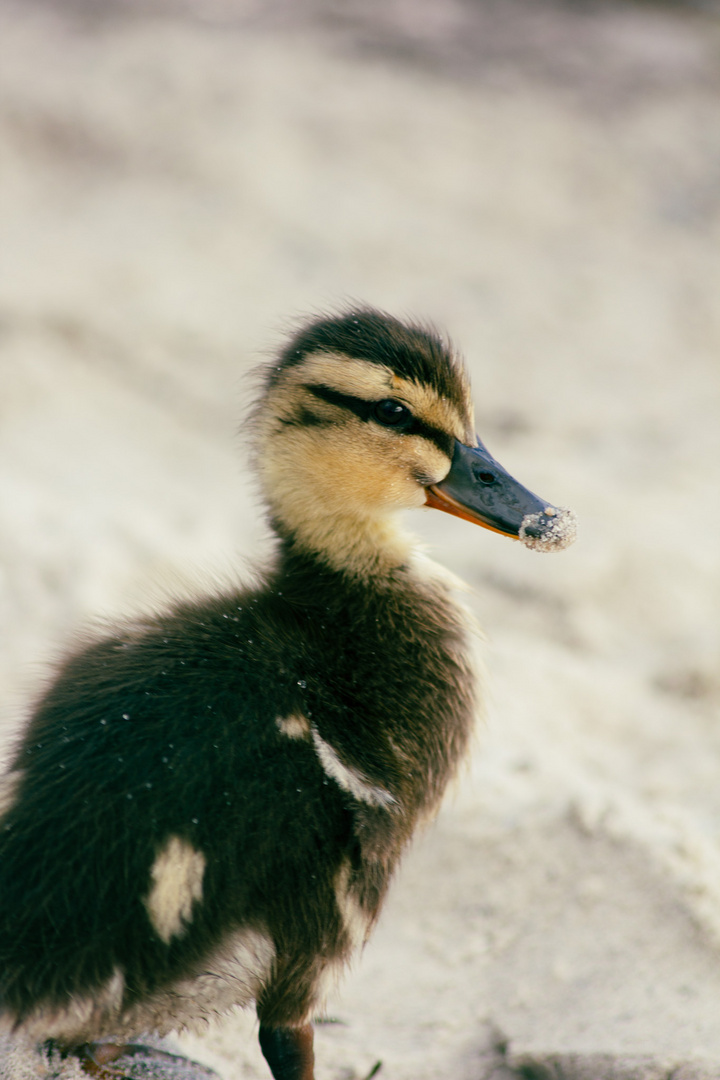 Baby Ente Grömitz