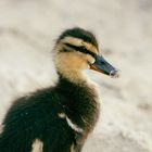 Baby Ente Grömitz