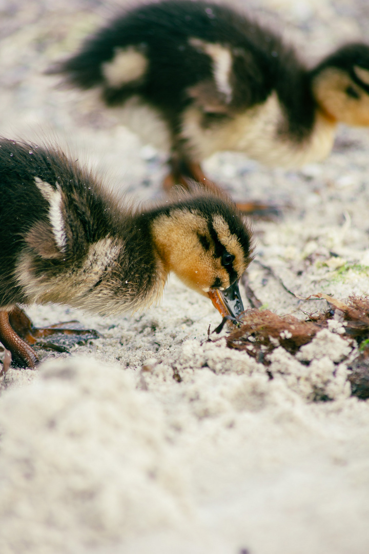 Baby Ente Grömitz