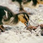 Baby Ente Grömitz