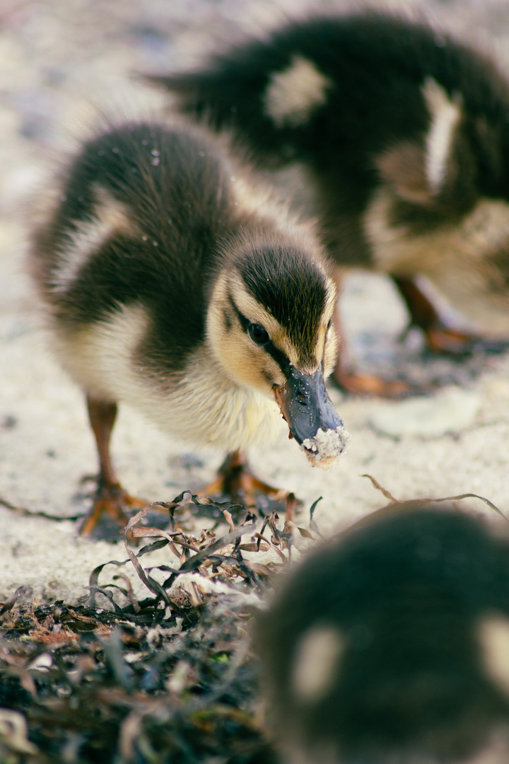 Baby Ente Grömitz