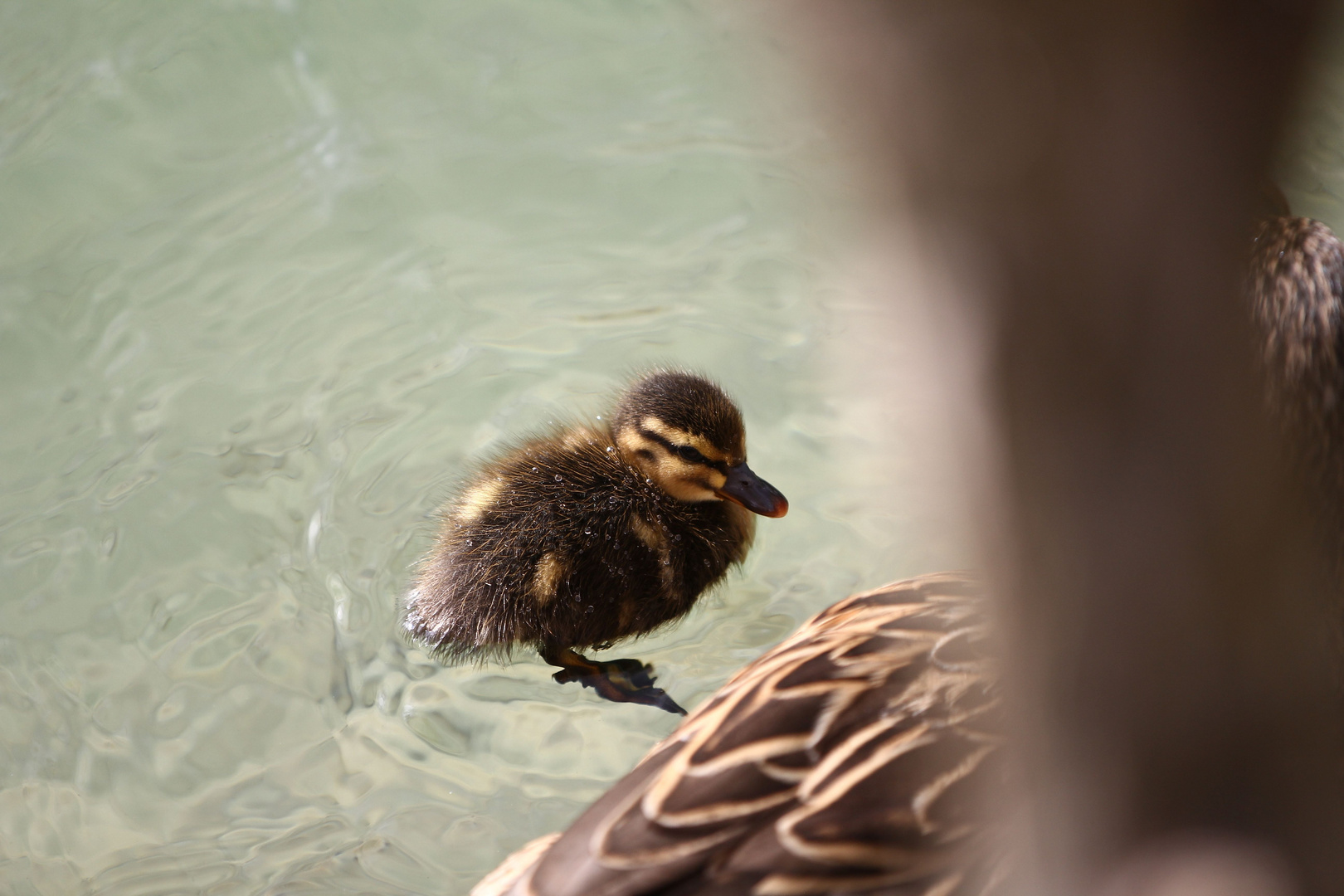 Baby-Ente heute an der Aare 1/4