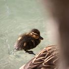 Baby-Ente heute an der Aare 1/4