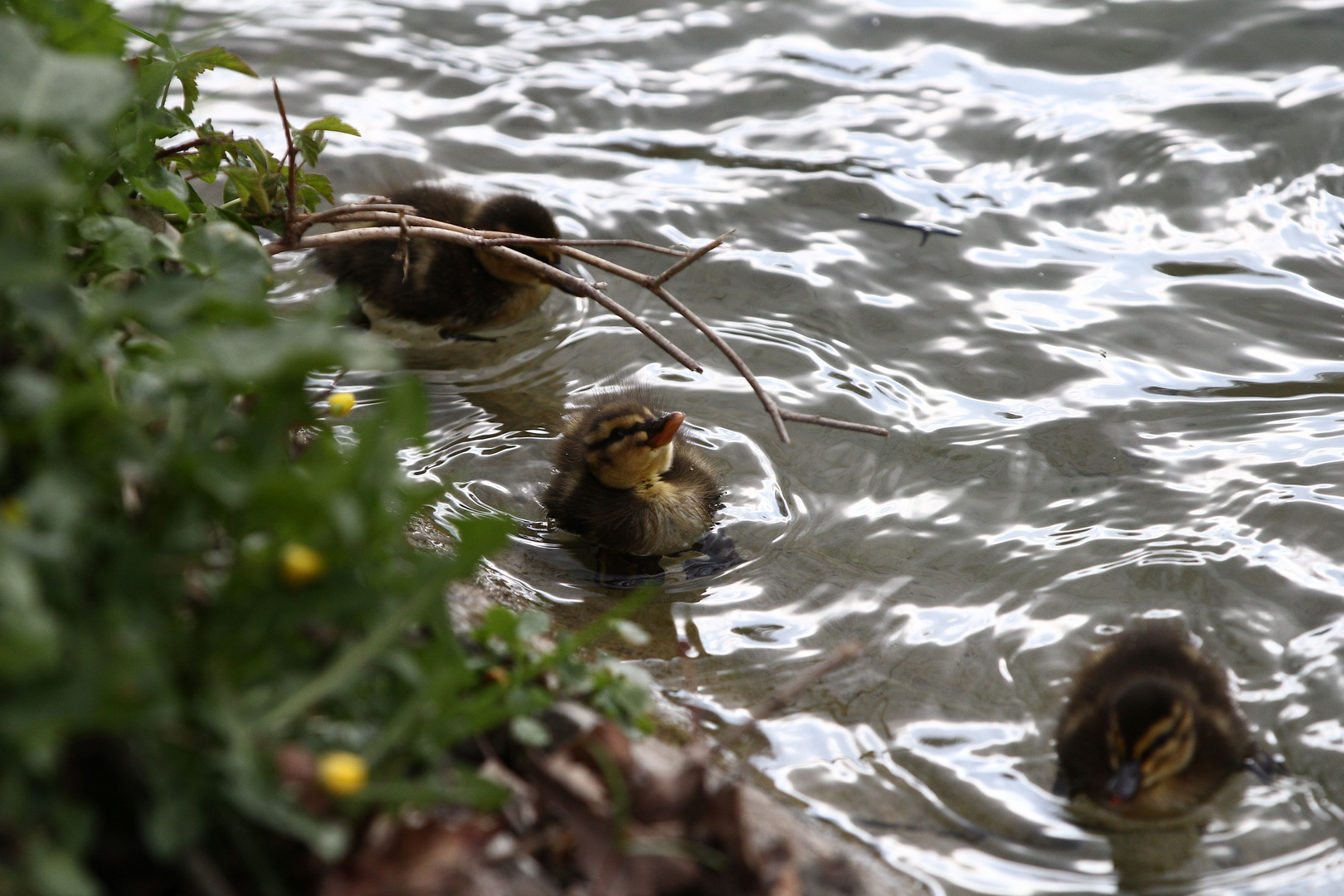 Baby-Ente heute an der Aare 2/4