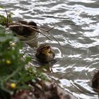 Baby-Ente heute an der Aare 2/4