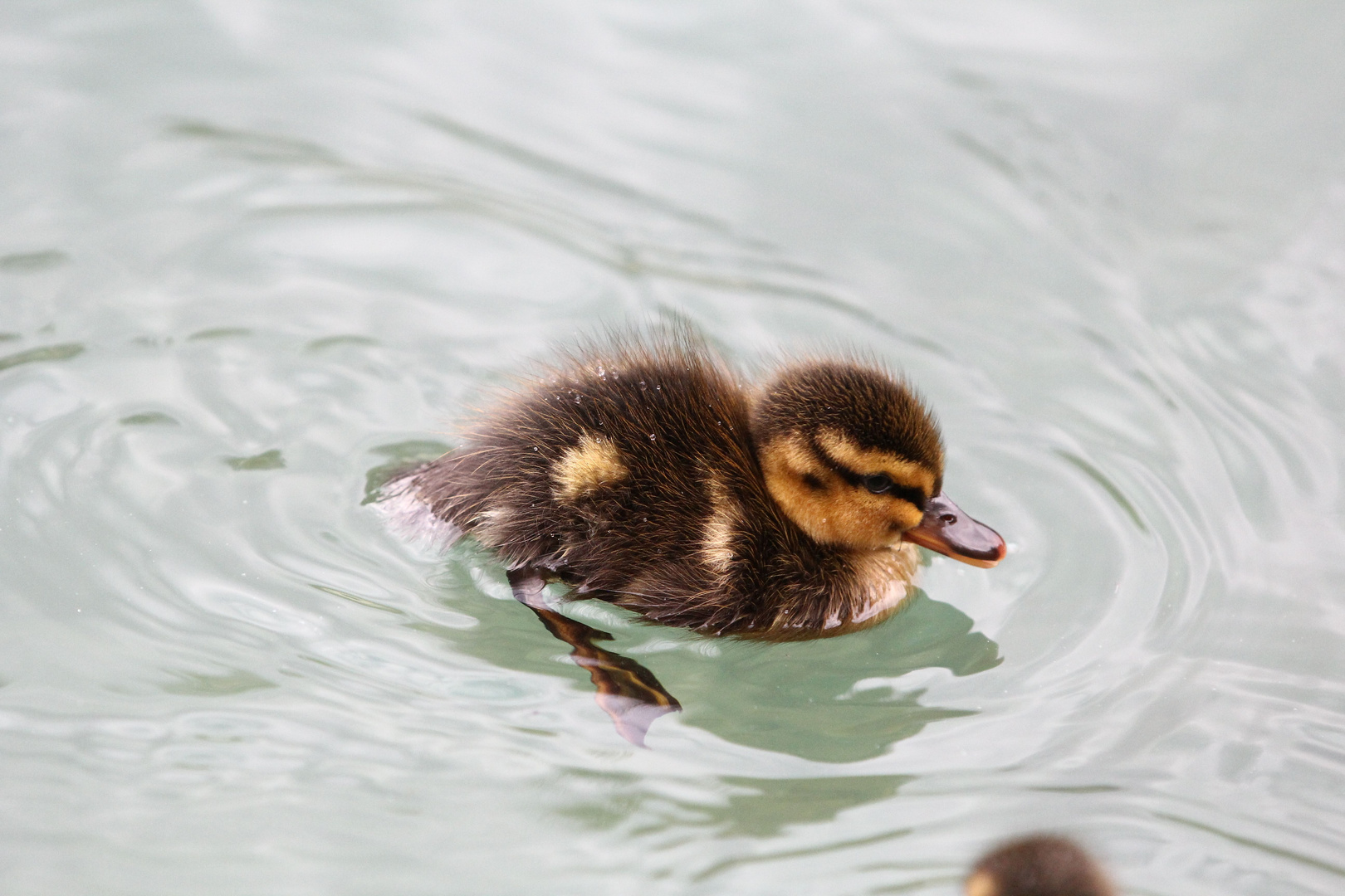 Baby-Ente heute an der Aare 3/4