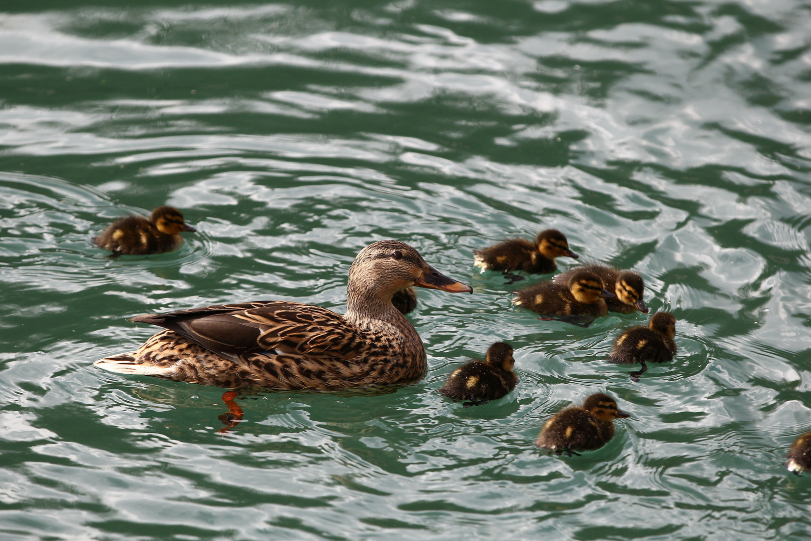 Baby-Ente heute an der Aare 4/4