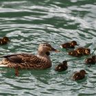 Baby-Ente heute an der Aare 4/4