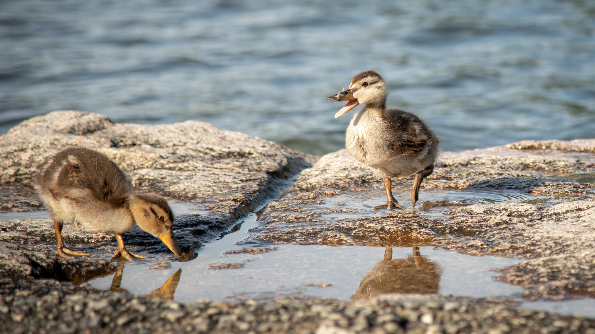 Baby-Enten (06/2018)