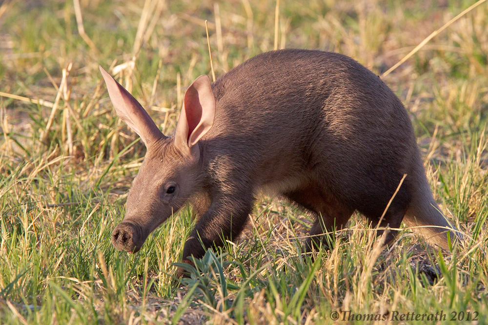 Baby Erdferkel