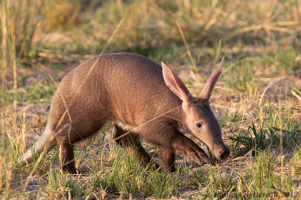 Baby Erdferkel