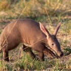 Baby Erdferkel