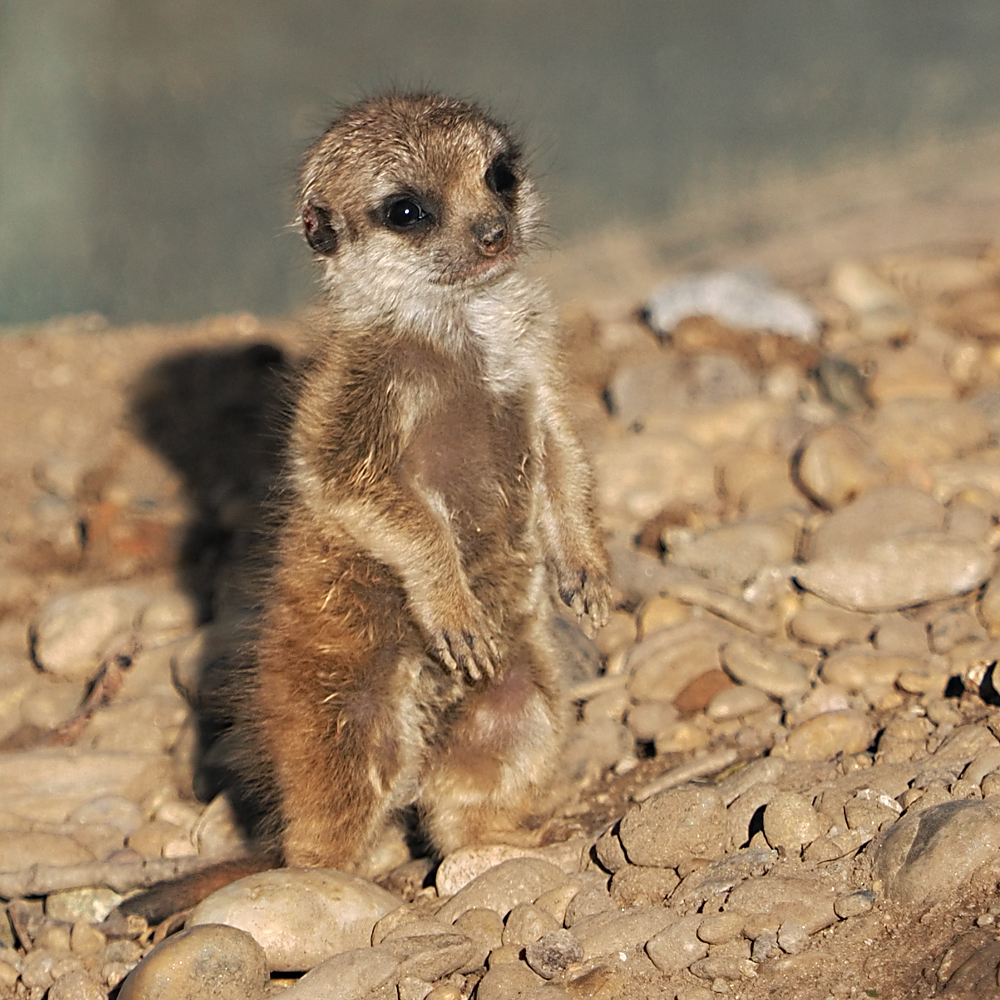 Baby, Erdmännchen...