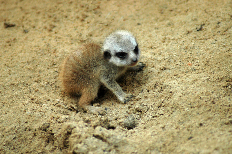 Baby Erdmännchen...