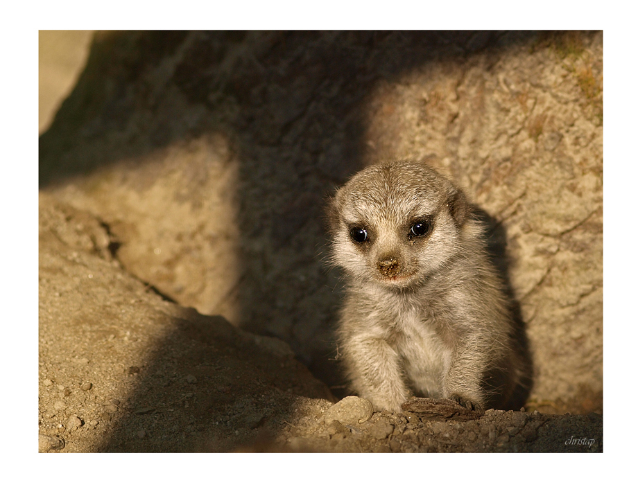 Baby-Erdmännchen ...