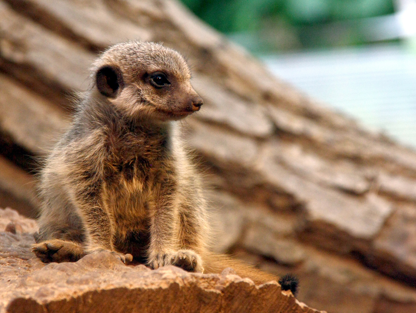 Baby-Erdmännchen auf Beobachtungsposten