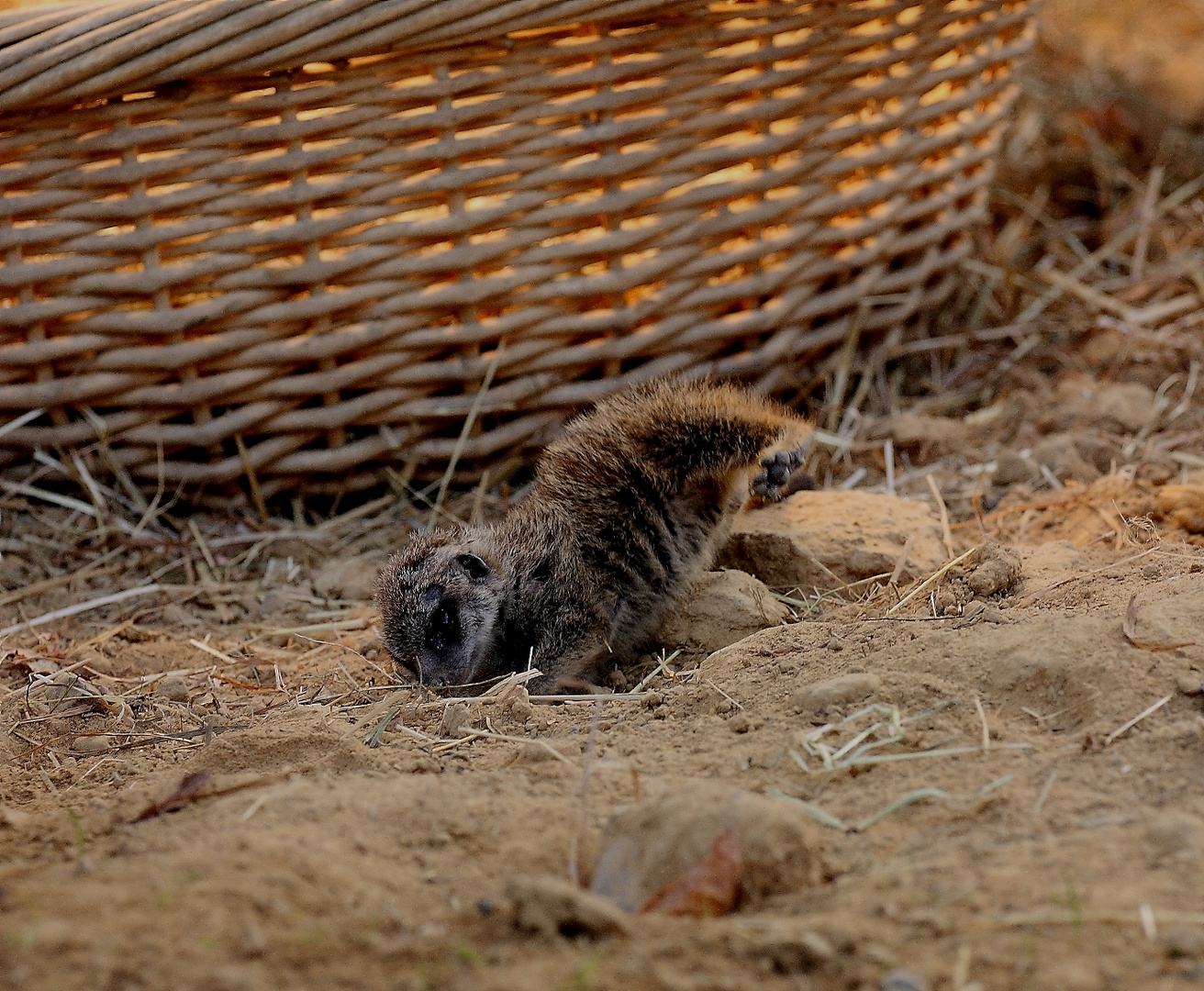 Baby-Erdmännchen gräbt zur Erdmitte durch