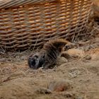 Baby-Erdmännchen gräbt zur Erdmitte durch