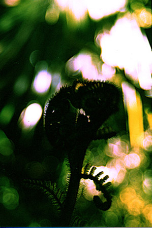 baby fern, Punakaiki, New Zealand