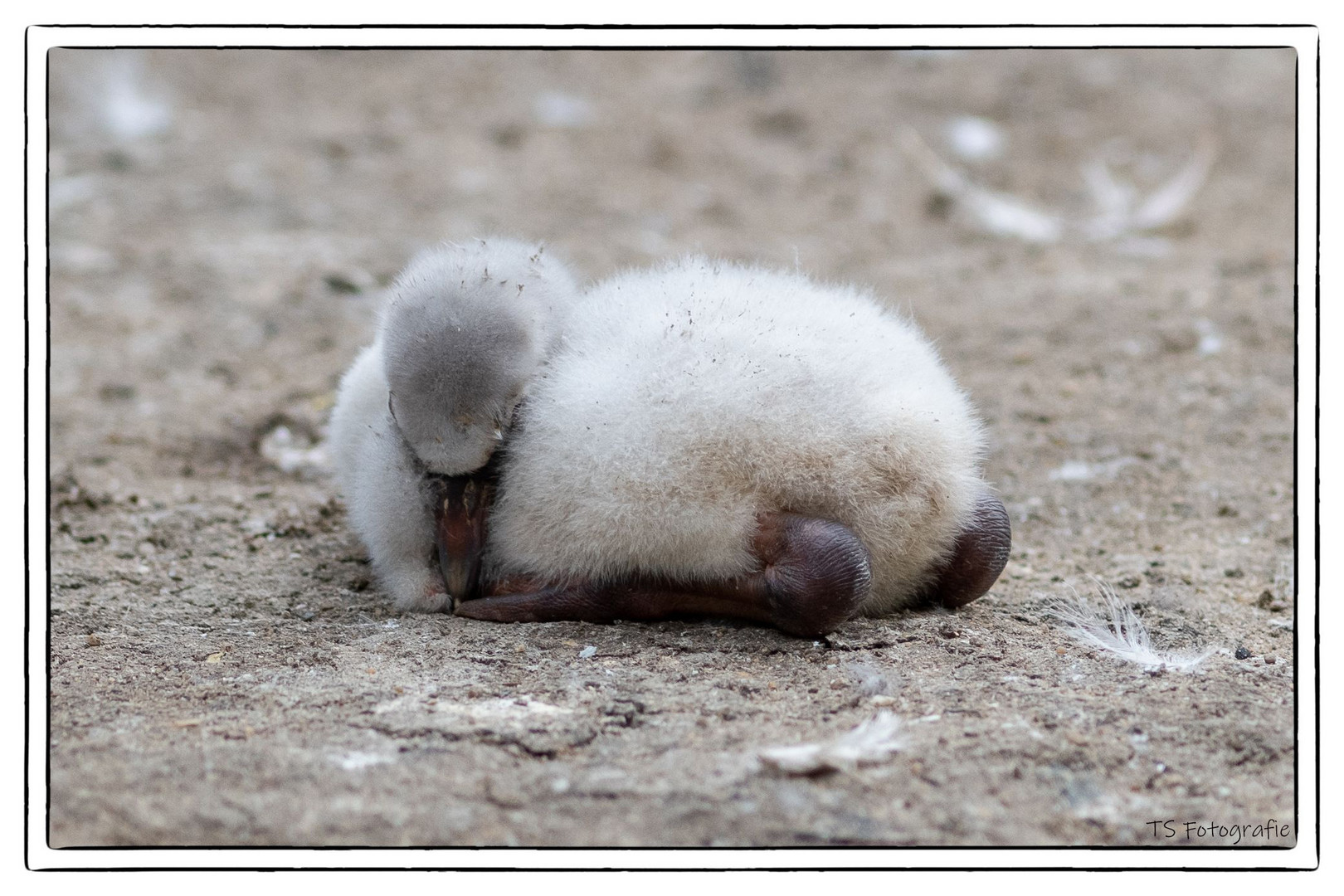 Baby Flamingo