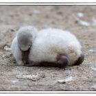 Baby Flamingo