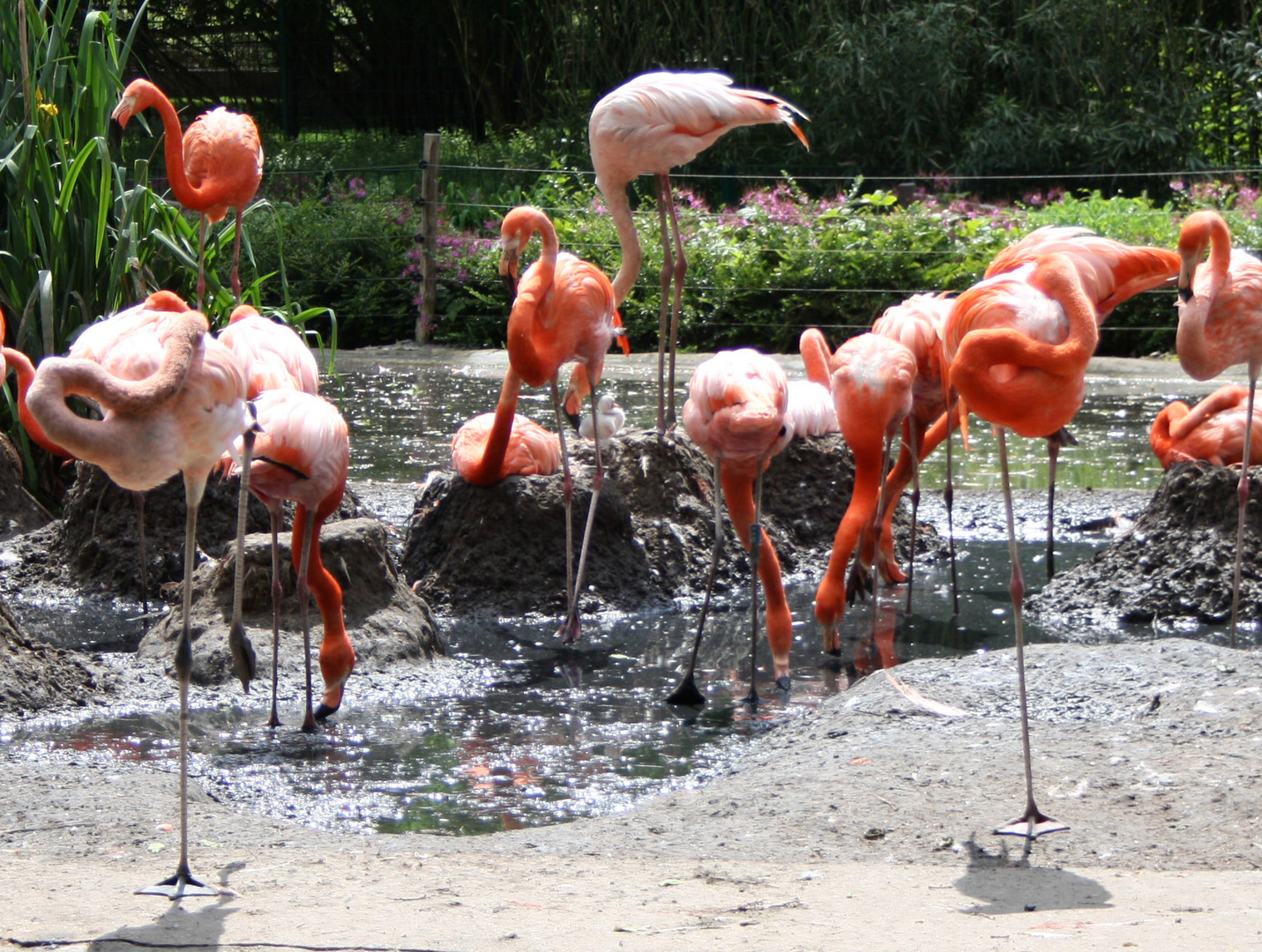 Baby-Flamingo zwischen langen Beinen