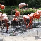 Baby-Flamingo zwischen langen Beinen