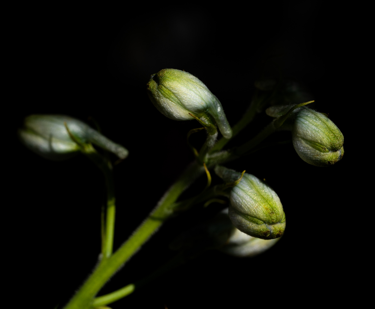 Baby Flower