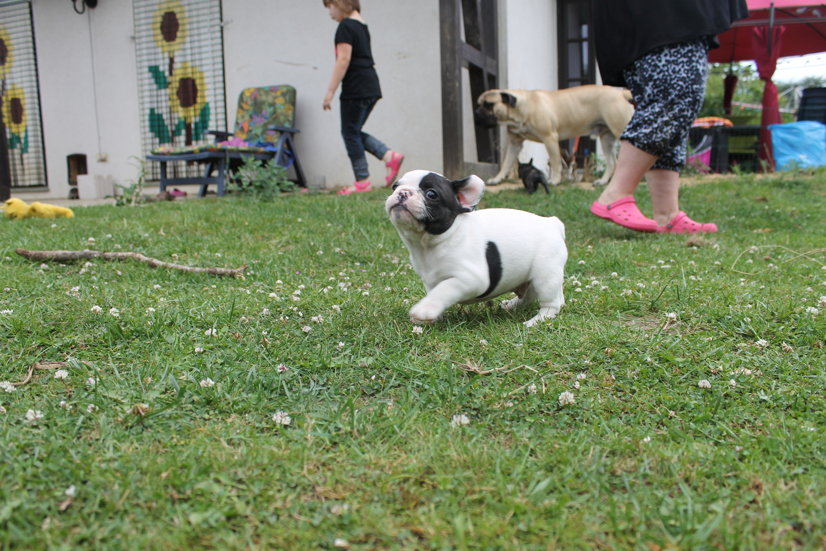 Baby Frenchie 5