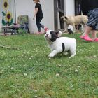 Baby Frenchie 5