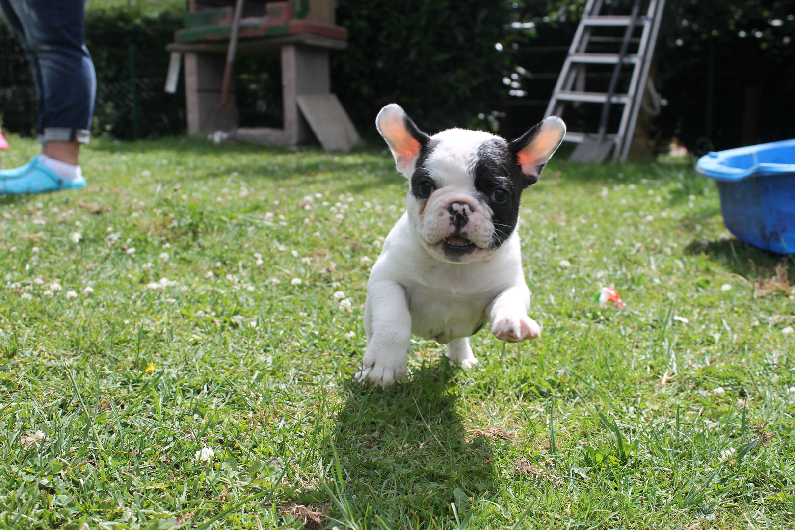 Baby Frenchie