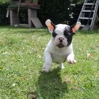 Baby Frenchie