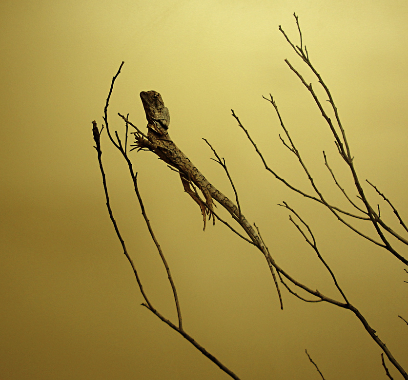 Baby Frilled Lizard