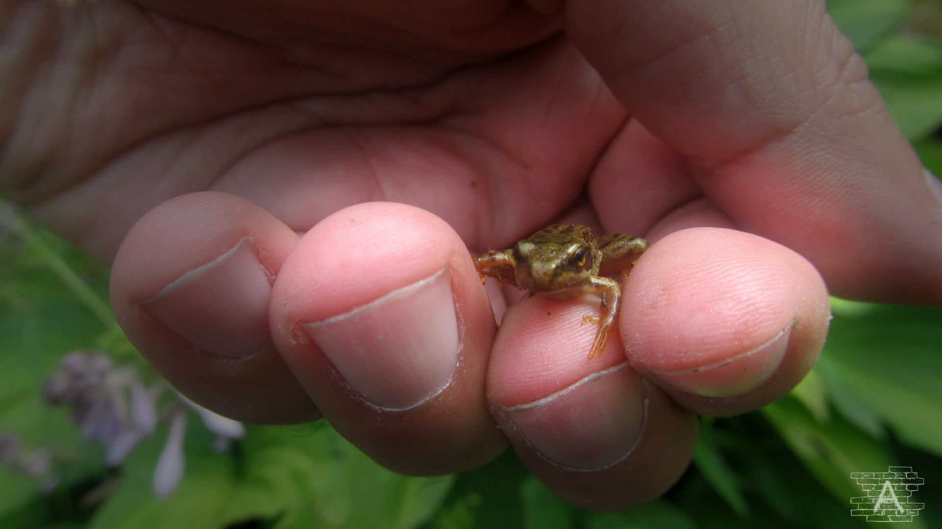 Baby Frog