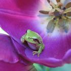 baby frog in a tulip